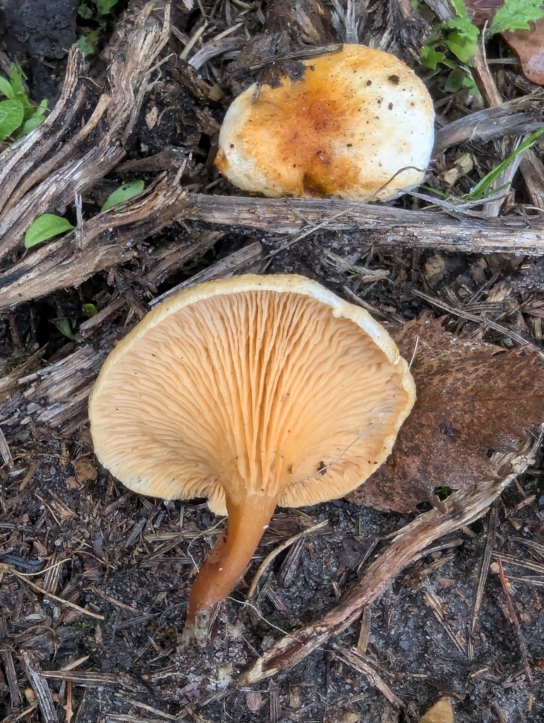 Hygrophoropsis aurantiaca · November 2025 · photo: © pilmar (iNaturalist, cc0)