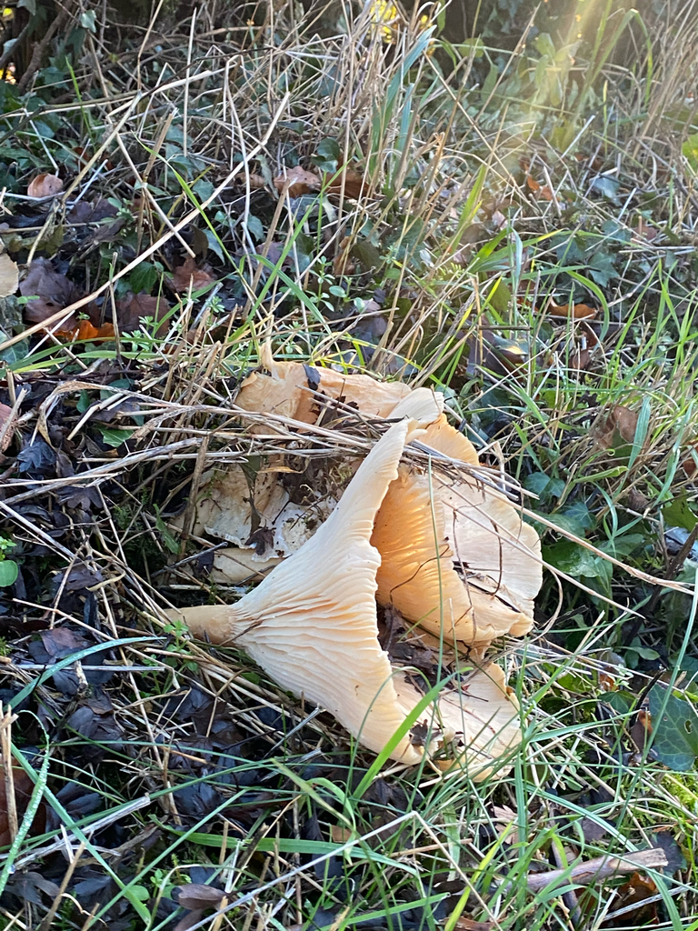 Infundibulicybe geotropa · November 2025 · photo: © arthurscreatures (iNaturalist, cc0)