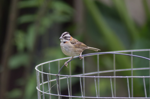Rufous-collared Sparrow