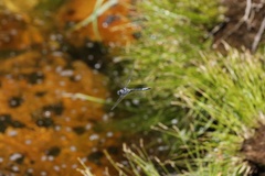 Zygonyx natalensis