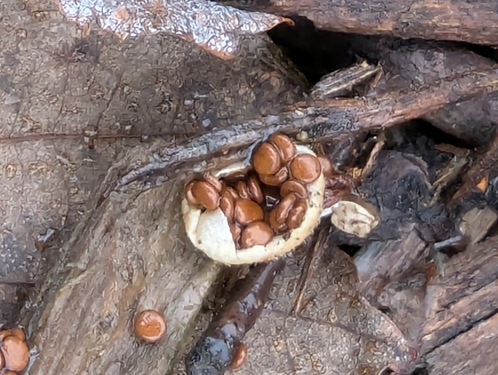 Nidularia deformis · November 2025 · photo: © pilmar (iNaturalist, cc0)