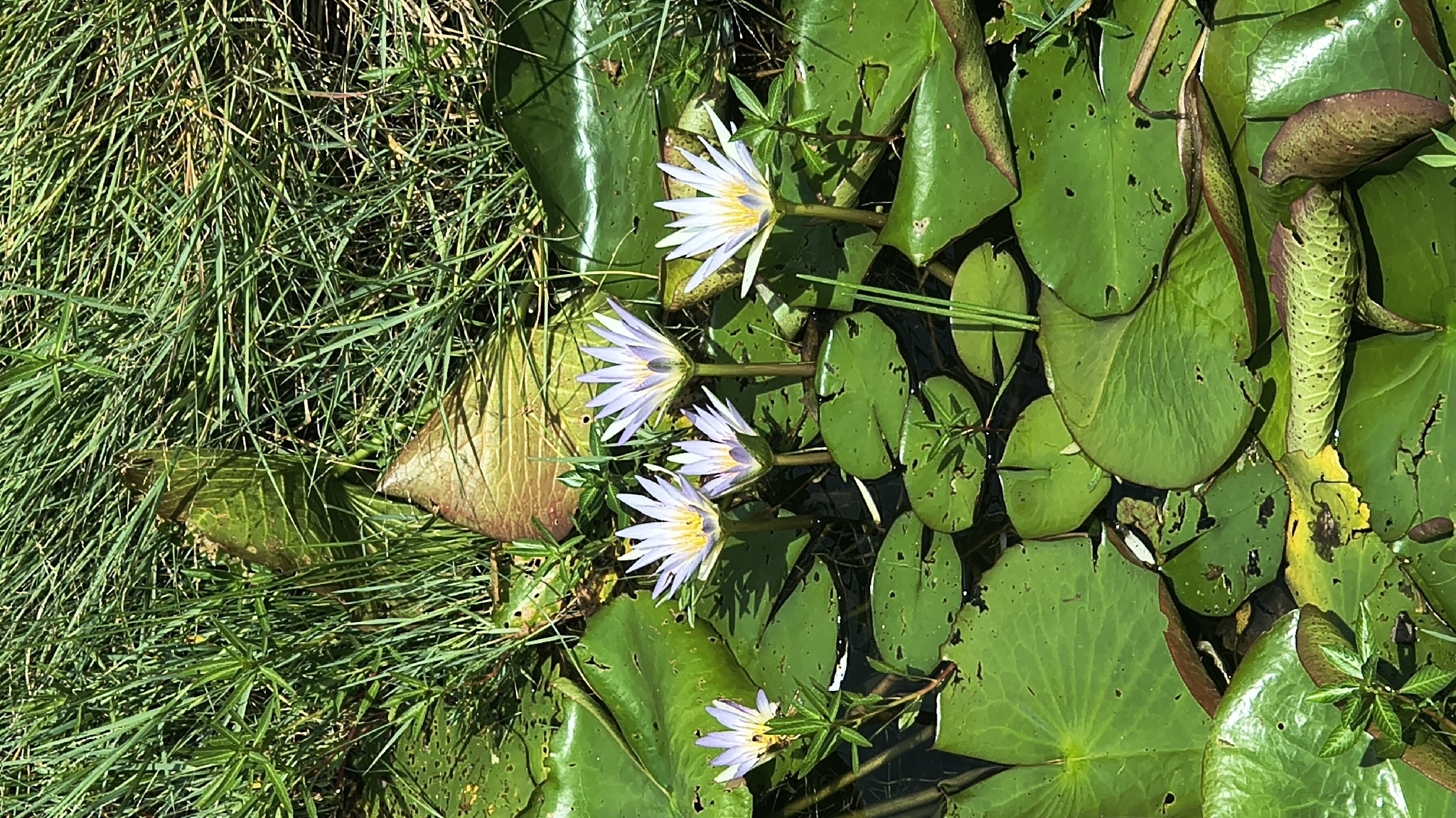 Nymphaea nouchali