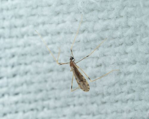 Erioptera parva photo 5