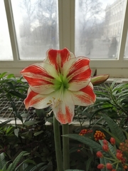 Hippeastrum hybridum