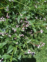 Aloysia citrodora