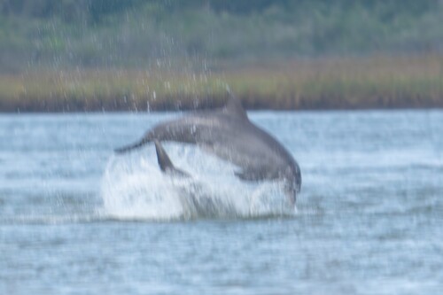 Common Bottlenose Dolphin photographed in Louisiana
