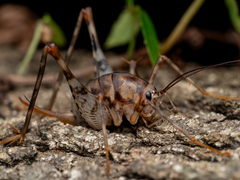 Greenhouse Camel Cricket
