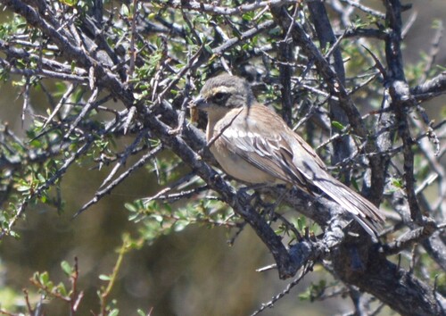 Cinnamon Warbling Finch (Poospiza ornata), photo 6