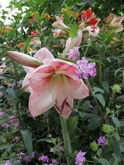 Hippeastrum hybridum