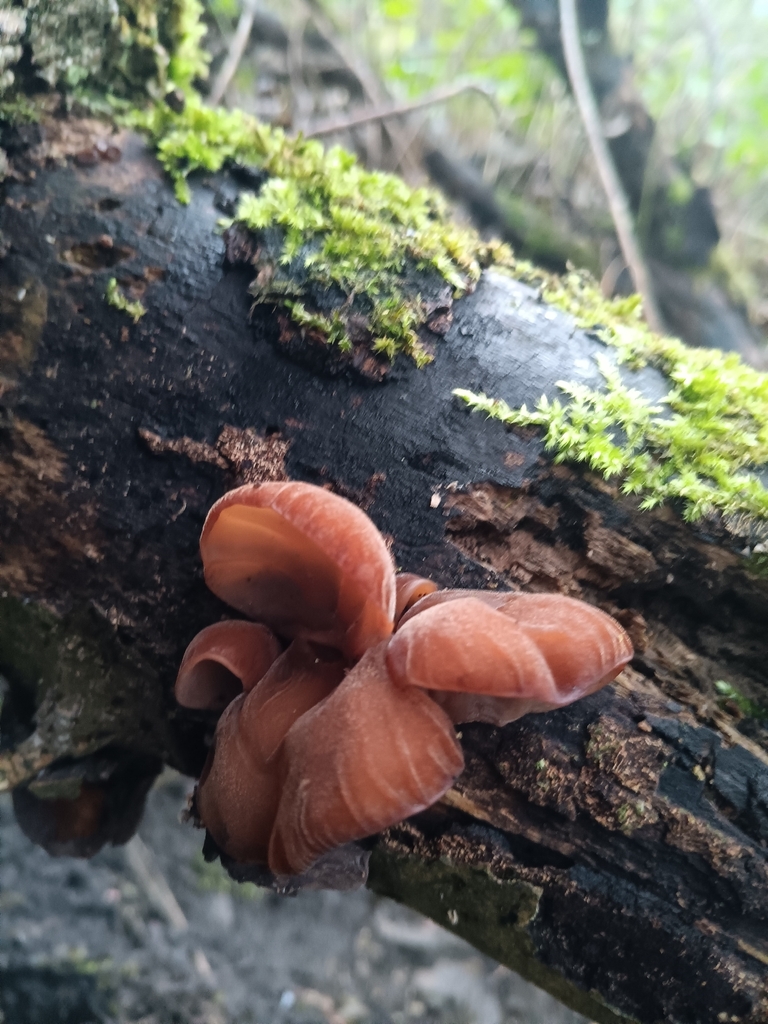 Auricularia auricula-judae · November 2025 · photo: © considerthelilies (iNaturalist, cc-by)