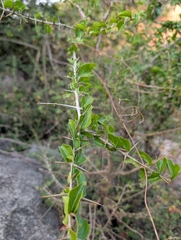 Canthium coromandelicum, photograph (c) Ravuri Krishna Chaitanya, some rights reserved (CC BY)