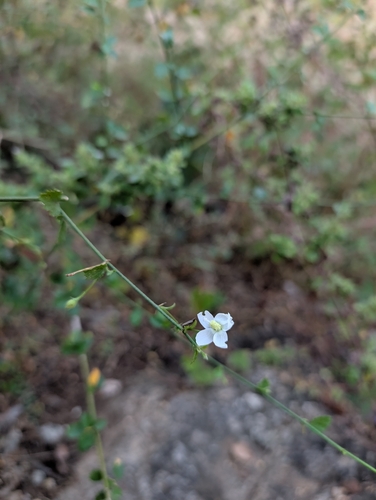 Tiny White Wild Hibiscus (Hibiscus micranthus)