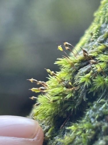 Daltonia splachnoides observed 2025-11-24