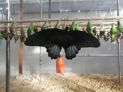 Papilio memnon