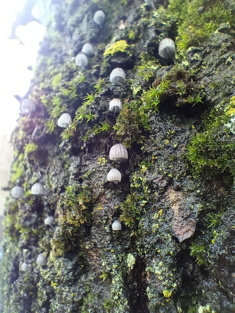 Mycena pseudocorticola · November 2025 · photo: © considerthelilies (iNaturalist, cc-by)