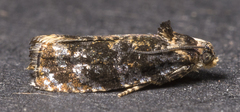 Olethreutes auricapitana