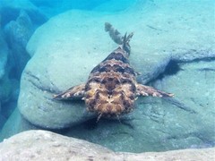 Orectolobus halei
