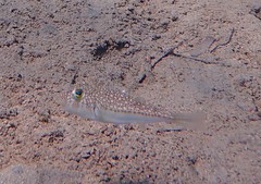 Torquigener flavimaculosus