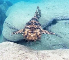 Orectolobus halei