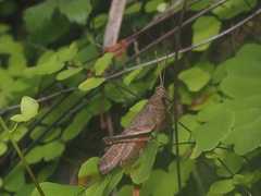 Coptacrinae
