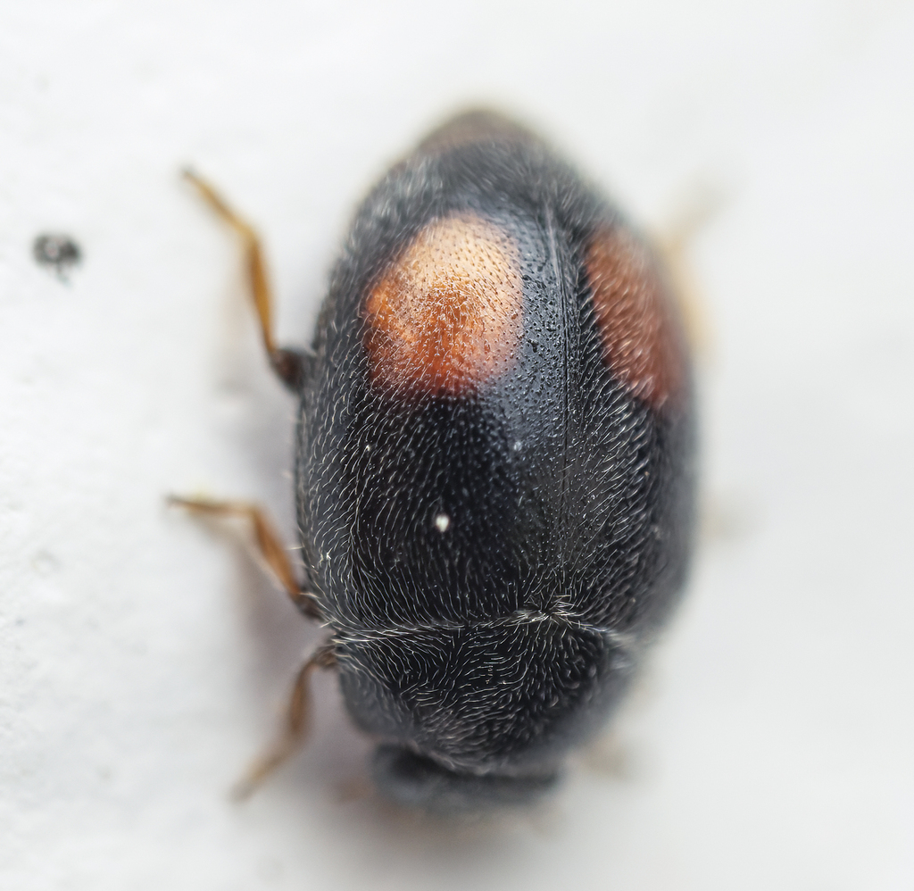 Nephus bipunctatus