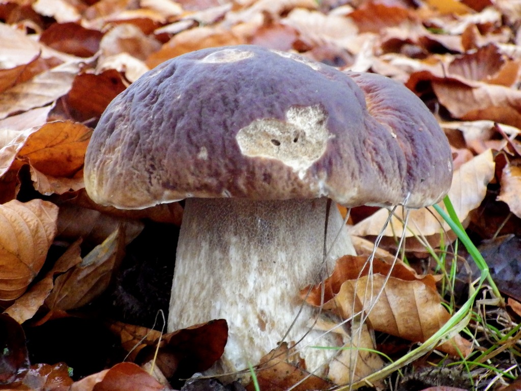 Boletus edulis · November 2025 · photo: © batchwoodjeff (iNaturalist, cc0)