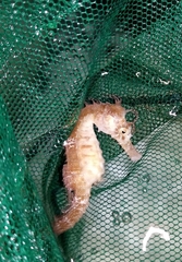 Hippocampus guttulatus