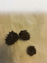 Cunninghamia lanceolata