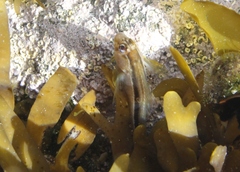 Parablennius laticlavius