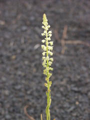 Reseda luteola image