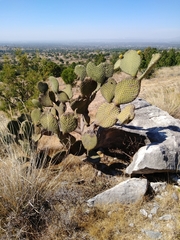 Opuntia huajuapensis