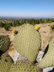 Opuntia huajuapensis