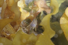 Parablennius laticlavius