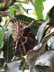 Morpho