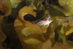 Parablennius laticlavius