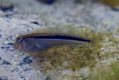 Parablennius laticlavius