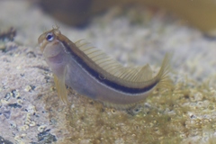 Parablennius laticlavius