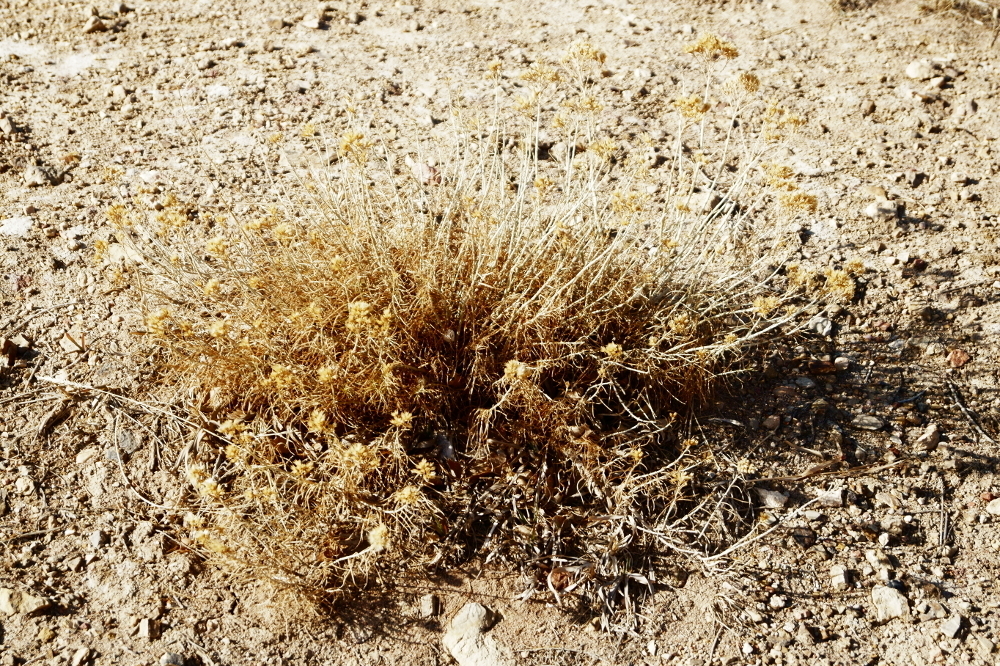 sunflowers, daisies, asters, and allies from Cave of the Winds