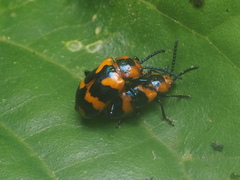 Phyllocharis undulata