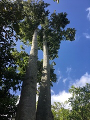 Pterygota alata