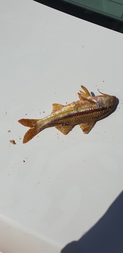 Striped Red Mullet