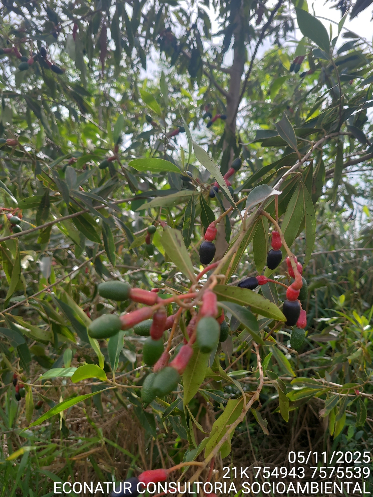 Ocotea minarum
