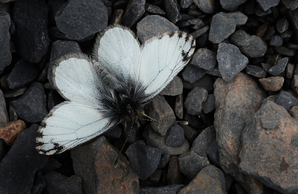 Phulia nysias