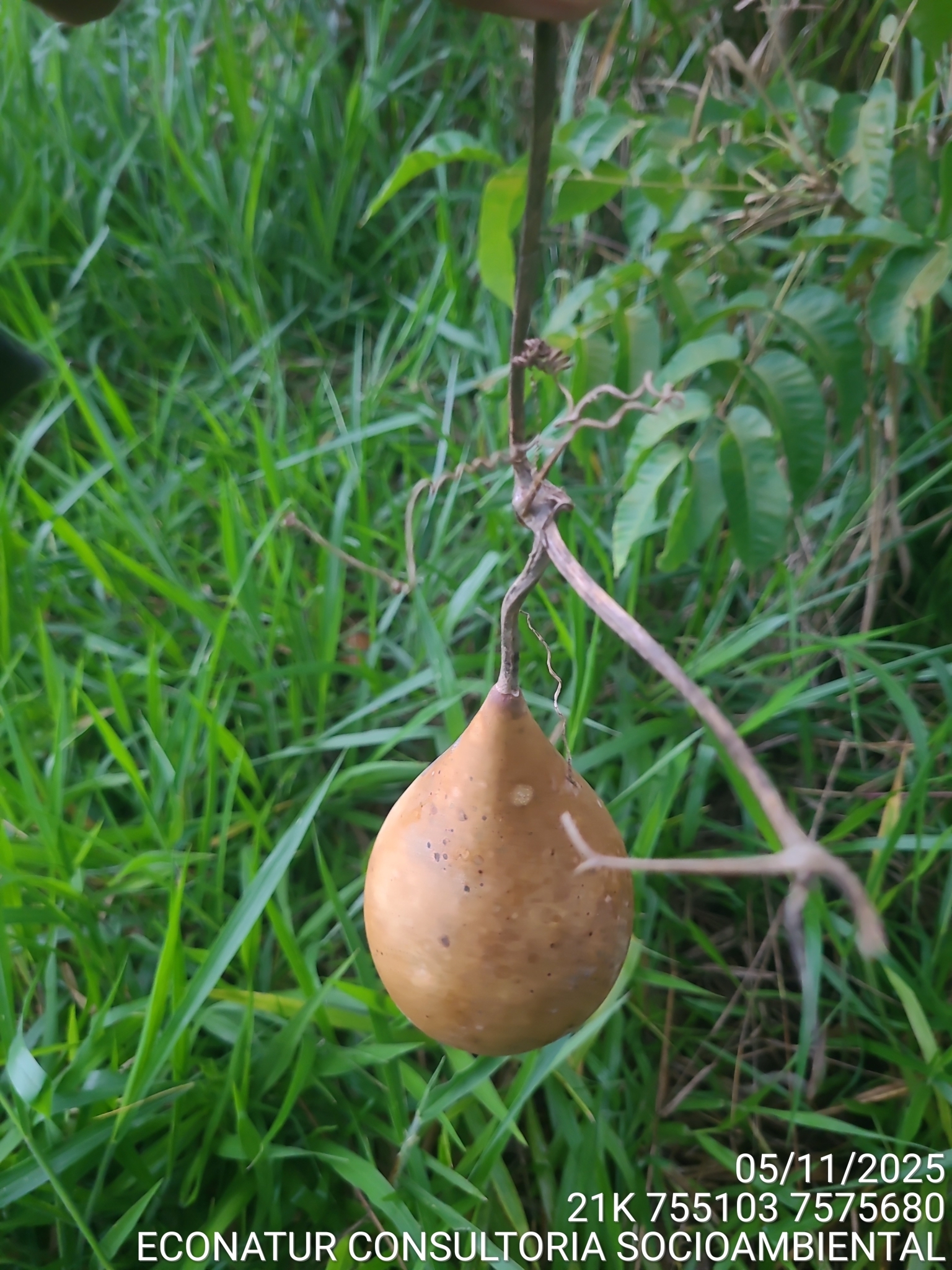 Lagenaria siceraria