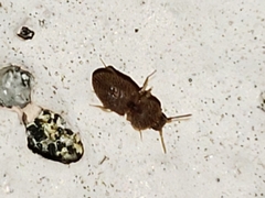 Rismethus squamiger