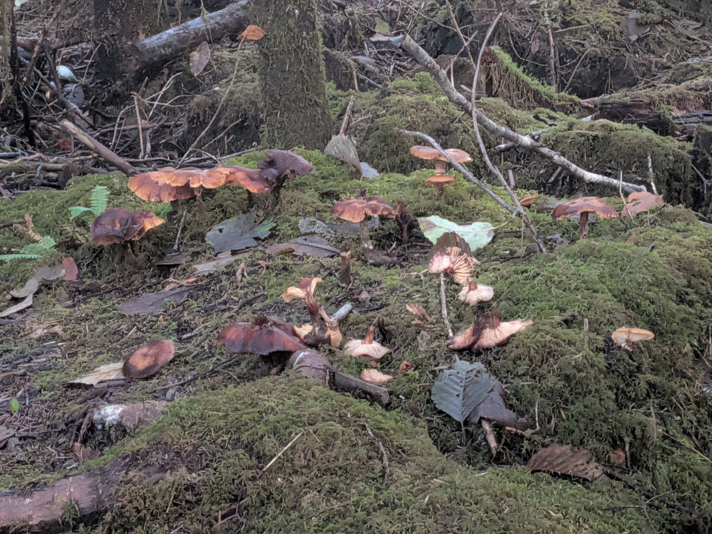 Armillaria nabsnona · November 2025 · photo: © stevi_jaye (iNaturalist, cc-by)