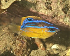 Mecaenichthys immaculatus