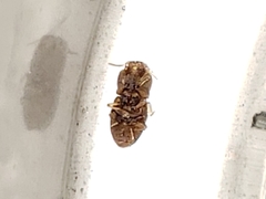 Rismethus squamiger