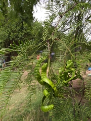 Prosopis chilensis