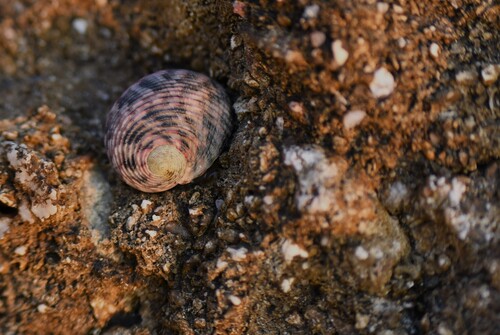 Nerita quadricolor, 2025-11-10